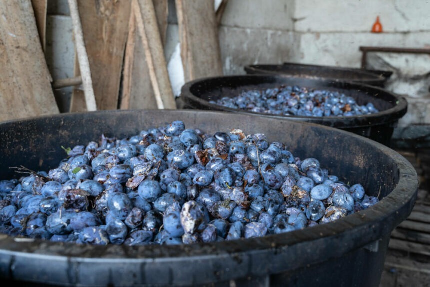 img Culesul prunelor in Romania: traditie si productie de țuică