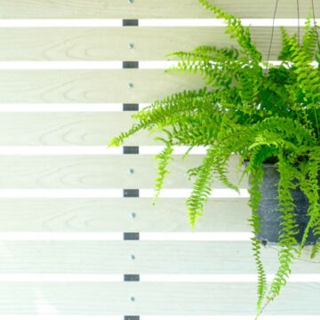 img Nephrolepis exaltata (Feriga de Boston) – Planta veșnic verde și eleganta