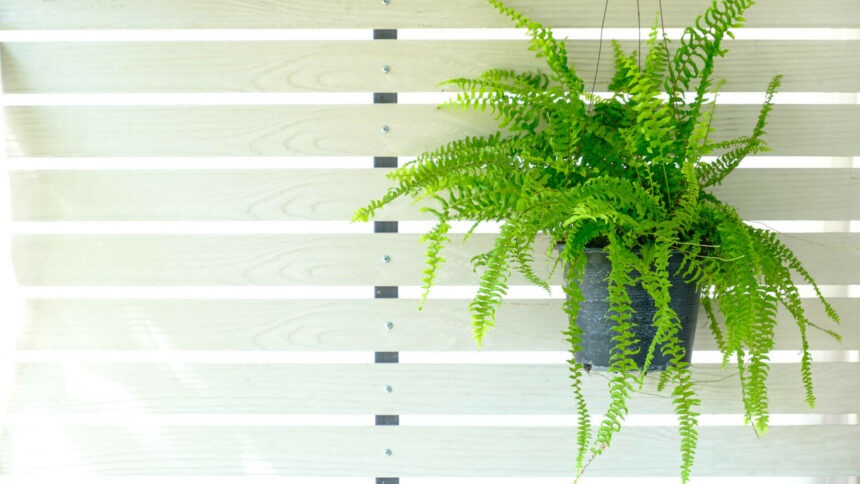 img Nephrolepis exaltata (Feriga de Boston) – Planta veșnic verde și eleganta