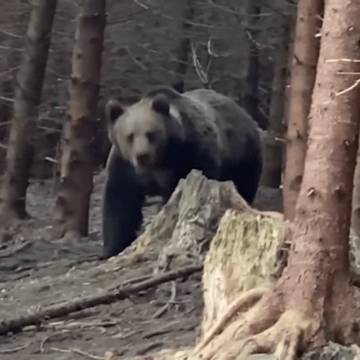 Ursoaică cu un pui prinsă în Brașov pentru a fi relocată