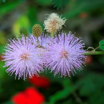 img Planta Mimosa pudica – Caracteristici și îngrijire