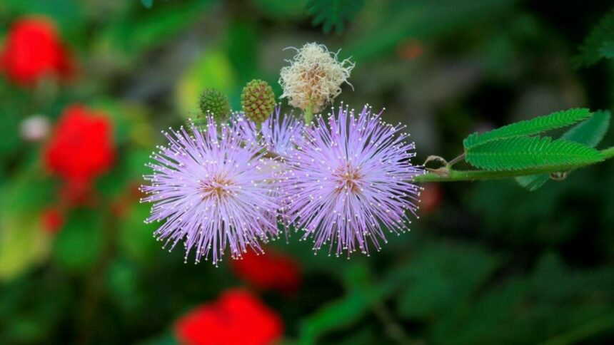 img Planta Mimosa pudica – Caracteristici și îngrijire