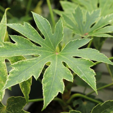 Cum să ai grijă de Fatsia japonica și cum să o înmulțești