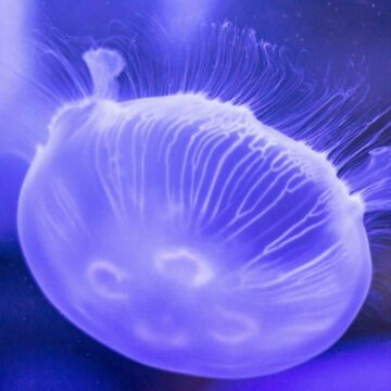 img Alergia la meduze: cum recunoști semnele și cine este cel mai predispus