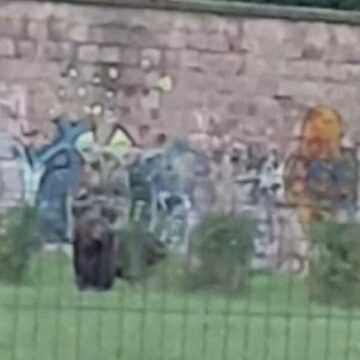 Ursoaica si puiul ei viziteaza un cartier din Brasov