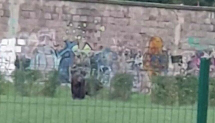 img Ursoaica si puiul ei viziteaza un cartier din Brasov