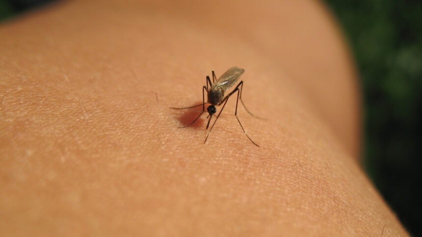 img Focar de febră West Nile în Albania
