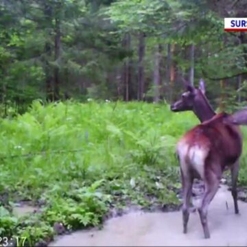 img Imagini spectaculoase în Parcul Național Cheile Bicazului – Hășmaș. Cum au fost surprinse animalele sălbatice