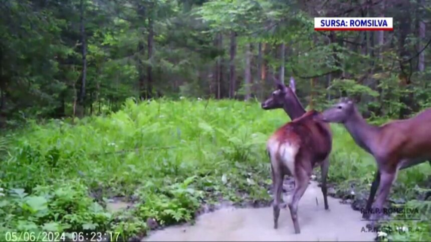 img Imagini spectaculoase în Parcul Național Cheile Bicazului – Hășmaș. Cum au fost surprinse animalele sălbatice