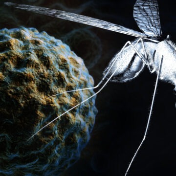 img Infecția cu virusul West Nile – Situația actuală în România