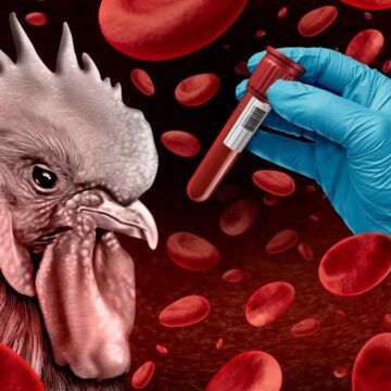 img Gripa aviară 2024 – Riscuri și măsuri de prevenire