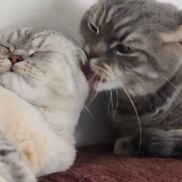 img Ziua Internațională a Pisicilor: Cum își sărbătoresc stăpânii felinele