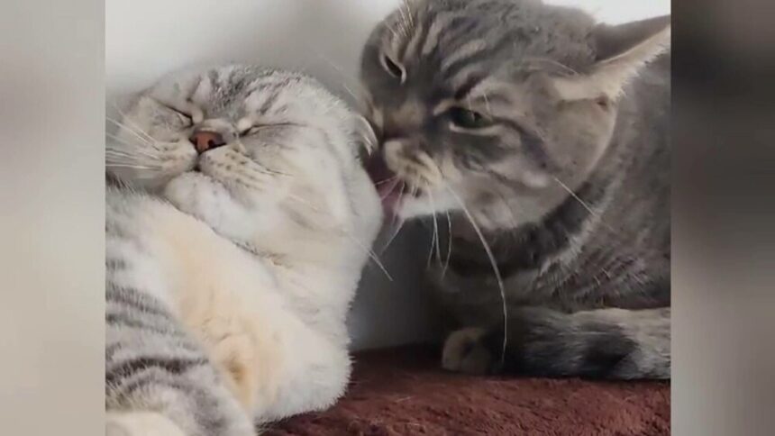 img Ziua Internațională a Pisicilor: Cum își sărbătoresc stăpânii felinele