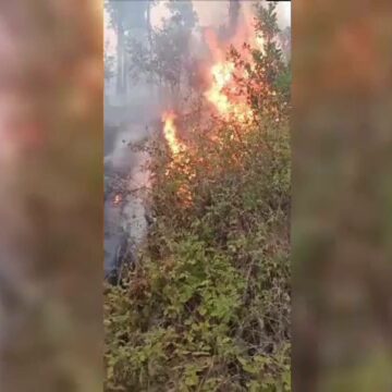 img Incendiu de proporții în Clisura Dunării
