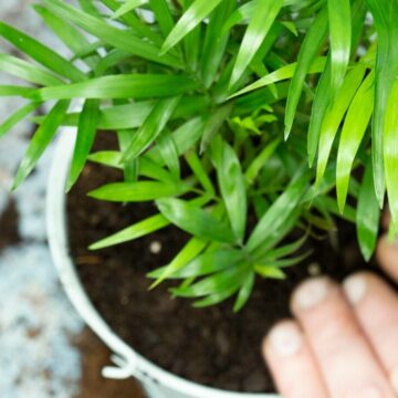 img Cum să îngrijești un palmier pitic de interior