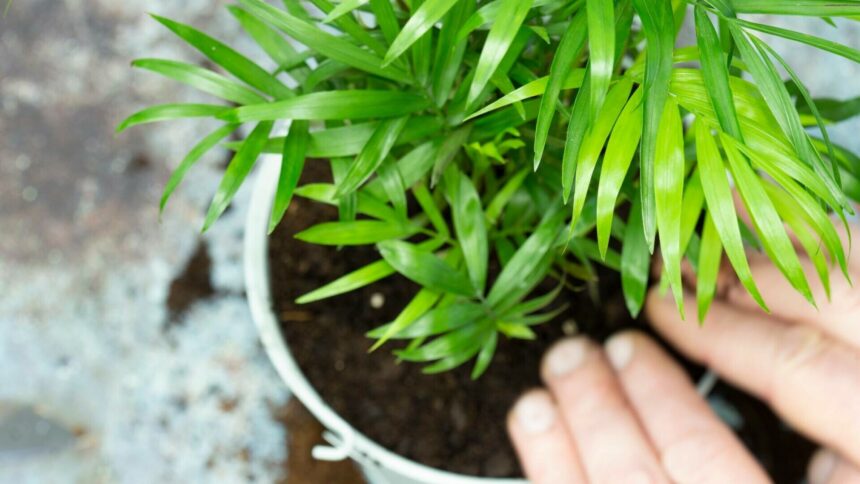 img Cum să îngrijești un palmier pitic de interior