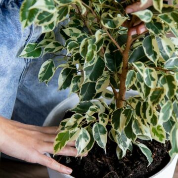 img Tot ce trebuie să știi despre îngrijirea smochinului plângător