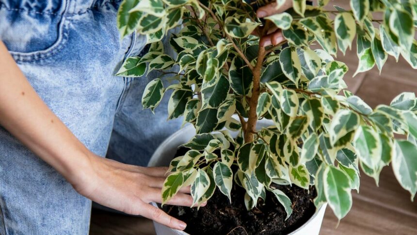 img Tot ce trebuie să știi despre îngrijirea smochinului plângător