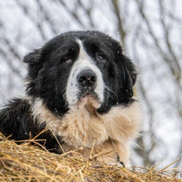 Ciobănesc de Bucovina – ghid complet de îngrijire și nevoi