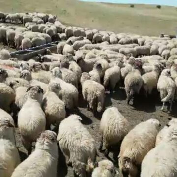 img Efectele devastatoare ale pestei la ovine: pierderi masive și consecințe economice