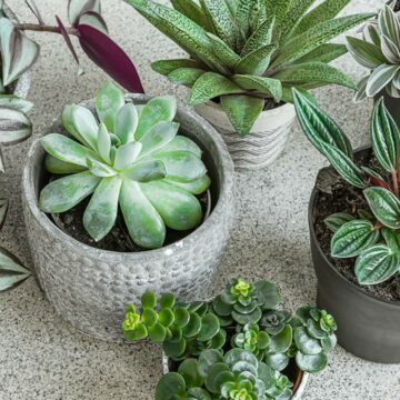 img Planta de apartament Peperomia – ghid complet de îngrijire