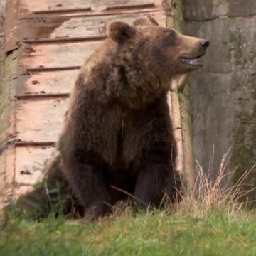 img Animalele de la grădina zoologică din Brașov pot fi adoptate: o formă inedită de implicare și răsplată pentru iubitorii de animale