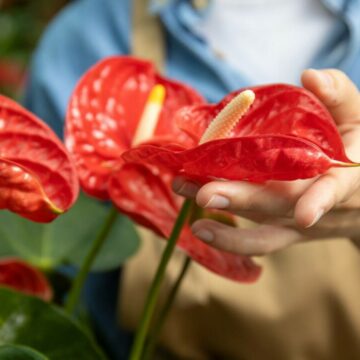 img Tot ce trebuie să știi despre îngrijirea florii flamingo