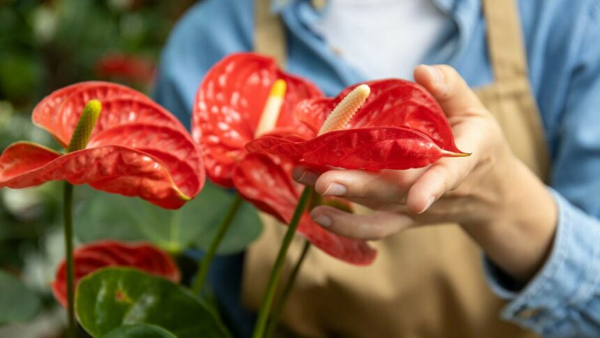 img Tot ce trebuie să știi despre îngrijirea florii flamingo