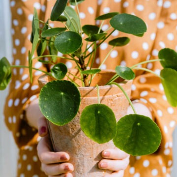 img Planta banilor – atrage prosperitatea in casa ta