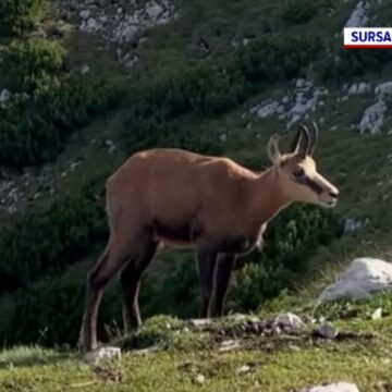 img Întâlnire surprinzătoare cu capre negre în Suceava