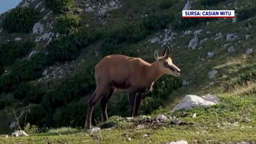 img Întâlnire surprinzătoare cu capre negre în Suceava