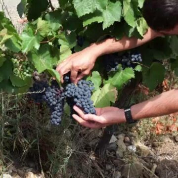 img Culesul strugurilor a început cu o lună mai devreme. Dogoarea soarelui duce la recolte scăzute, dar cu un vin foarte bun