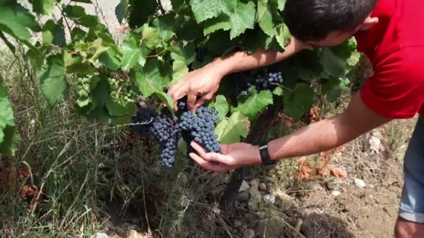 img Culesul strugurilor a început cu o lună mai devreme. Dogoarea soarelui duce la recolte scăzute, dar cu un vin foarte bun