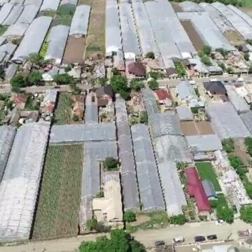 img Scandalul roșiilor contaminate cu pesticide toxice din Galați