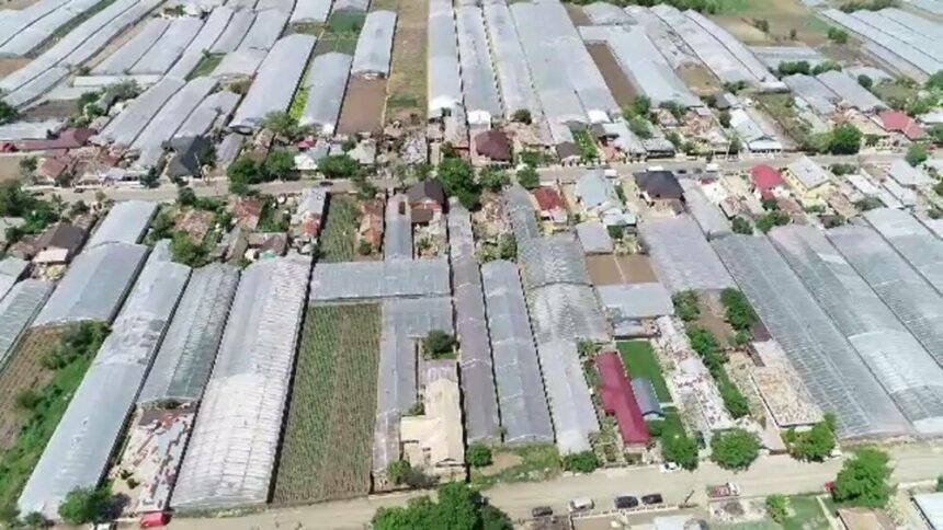 img Scandalul roșiilor contaminate cu pesticide toxice din Galați