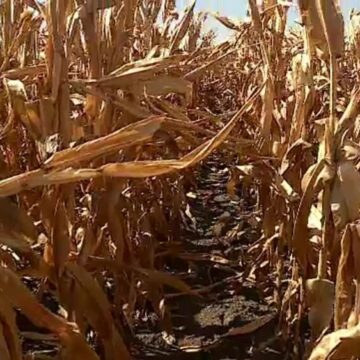 img Impactul secetei asupra agriculturii din România și cererea de ajutor către UE