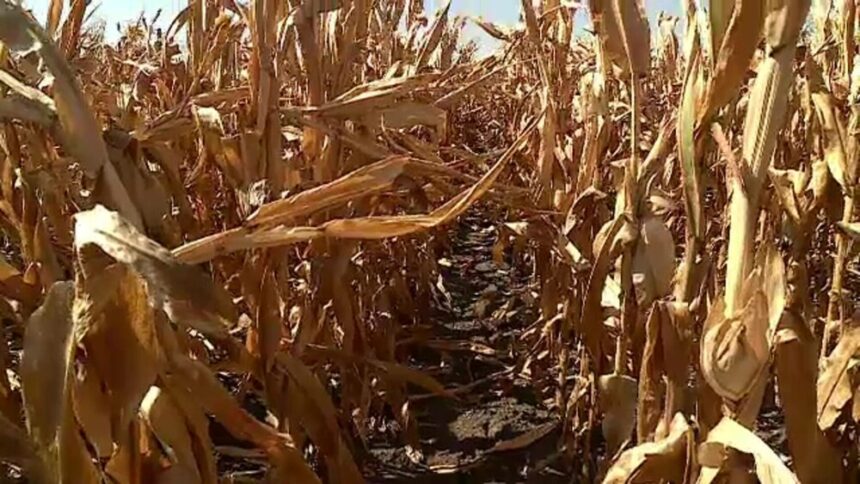 img Impactul secetei asupra agriculturii din România și cererea de ajutor către UE