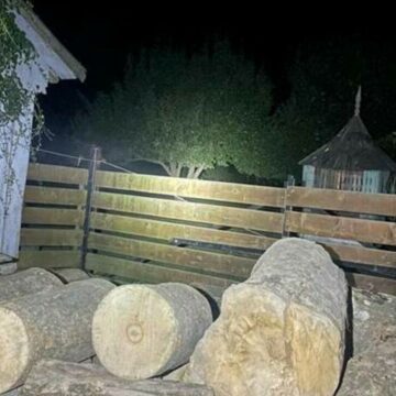 img Descoperirea unui lemn extrem de rar în Suceava