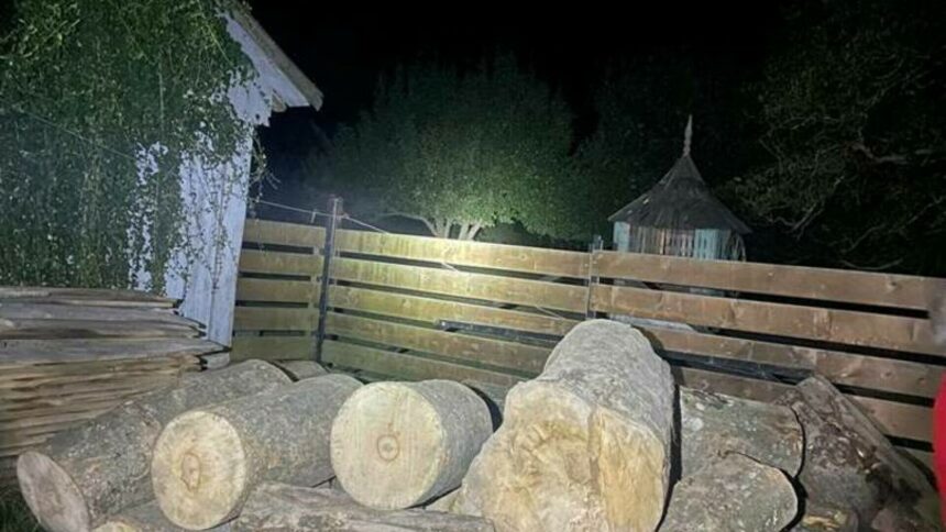 img Descoperirea unui lemn extrem de rar în Suceava