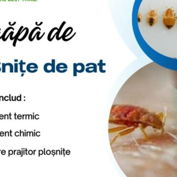 img Actual Clean : Lider În Eliminare Ploșnițe de Pat