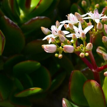 img Cum să îngrijești un arbore de jad în apartament