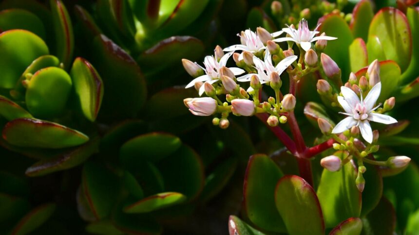 img Cum să îngrijești un arbore de jad în apartament