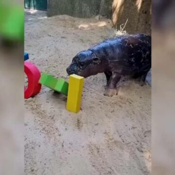 img Campanie pentru numele unui hipopotam mic. Starul de la Real Madrid care a fost de acord să-l ”boteze”