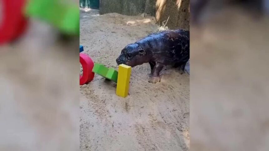 img Campanie pentru numele unui hipopotam mic. Starul de la Real Madrid care a fost de acord să-l ”boteze”