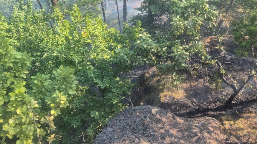 img Incendiu de pădure în apropiere de Băile Olăneşti, într-o zonă greu accesibilă