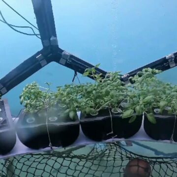 img Inovatie in agricultura: Sere subacvatice in Italia