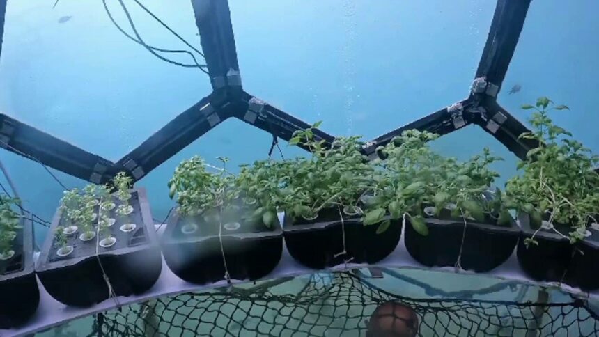 img Inovatie in agricultura: Sere subacvatice in Italia