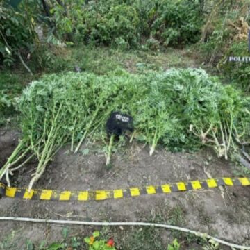 img Descoperirea a două culturi de canabis în județul Neamț