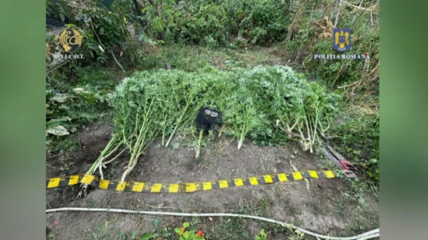 img Descoperirea a două culturi de canabis în județul Neamț