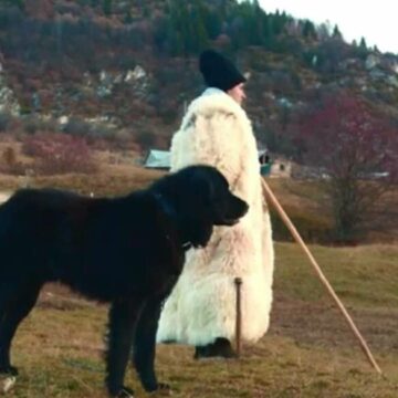 Ciobănescul românesc corb – a patra rasă recunoscută internațional